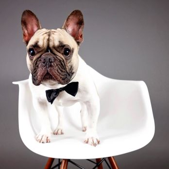 Chickpea Photography - Pet Photography Near Me - Richmond, California
