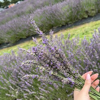 Indigo Lavender Farms - Lavender - Pick Your Own Farms Near Me - Imlay City, Michigan