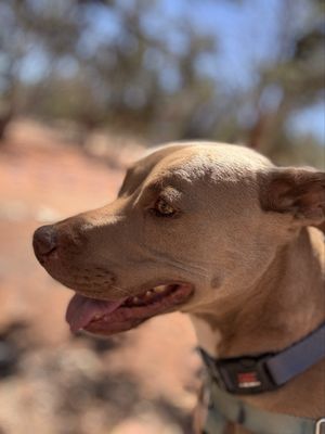 Best Friends Animal Society