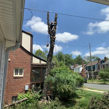Stringfellow's Tree Service - Limbs down now for the main show. - Tree Services Near Me - Amissville, Virginia