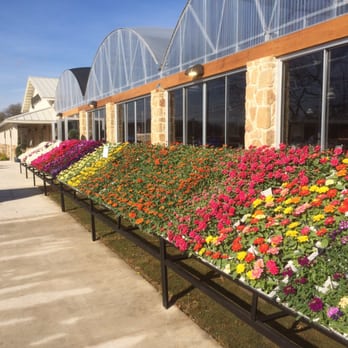 Calloway's Nursery - Nurseries & Gardening Near Me - Mansfield, Texas Calloway's Nursery - Nurseries & Gardening Near Me - Mansfield, Texas