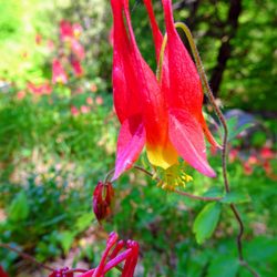 Mohawk State Forest - Lots of pretty wildflowers