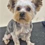 Photo of Pawlished Pets Salon and Spa