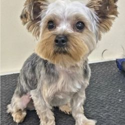 Pawlished Pets Salon and Spa - Ms. Tiffany after being groomed. More than 1/2 inches were cut.
