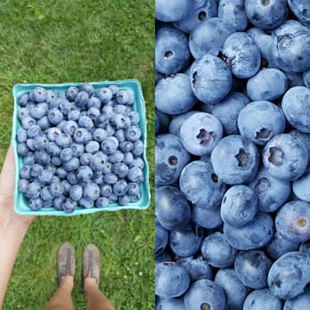 Solebury Orchards - Blueberry Picking - Fruits & Veggies Near Me - New Hope, Pennsylvania