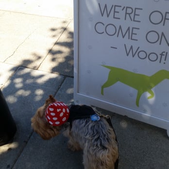 Biscuits Pet Boutique - Came out sporting my little birthday hat!! - Pet Stores Near Me - San Jose, California Biscuits Pet Boutique - Came out sporting my little birthday hat!! - Pet Stores Near Me - San Jose, California