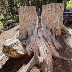 Trumbull Lake - Tree stump at campsite (maybe #1)