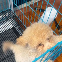 Puppy Stop - Dogs in the store with kinda small cages, drinking from water bottles?