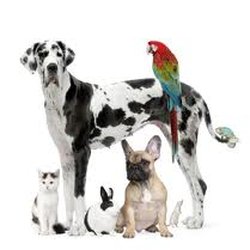 As You Wish Pet Sitting