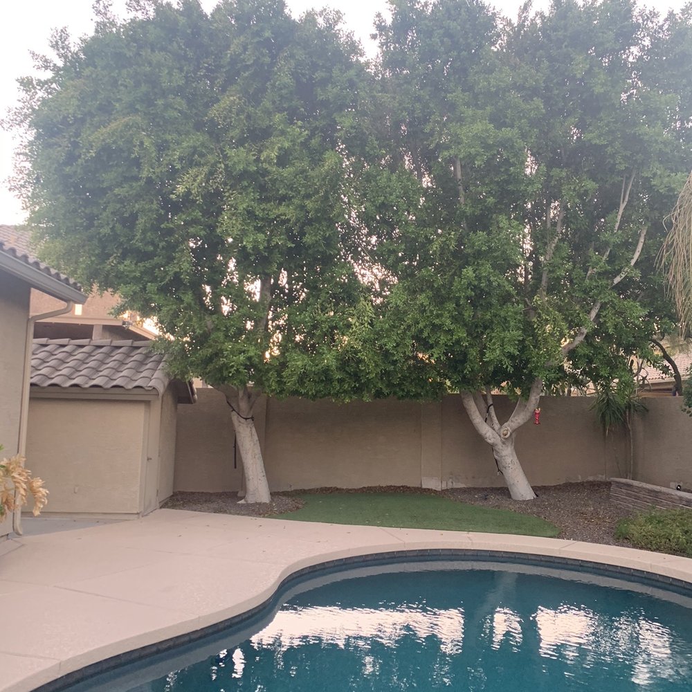Roy's Trees - Before - Tree Services Near Me Roy's Trees - Before - Tree Services Near Me