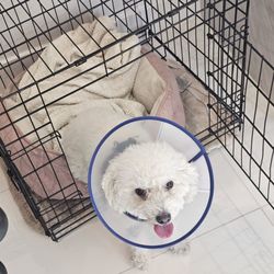 Desert View Animal Hospital