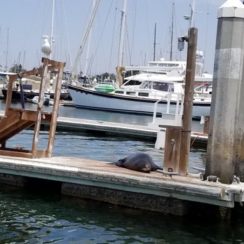 Southern California Jet Skis - Saw a sea lion on the dock - Boating Near Me - Oxnard, California Southern California Jet Skis - Saw a sea lion on the dock - Boating Near Me - Oxnard, California