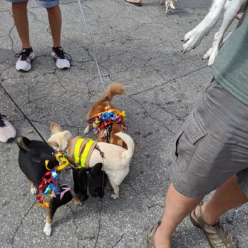 Key West Dachshund Walk - Festivals Near Me - Key West, Florida