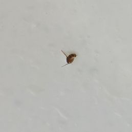 Bug in soup