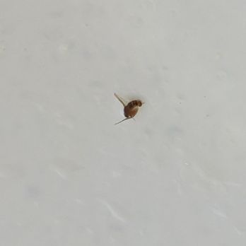 Jing Mommy - Bug in soup - Food Delivery Services Near Me - Walnut, California