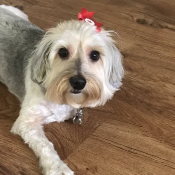 Doggie Escorts - Dog Walkers Near Me Doggie Escorts - Dog Walkers Near Me