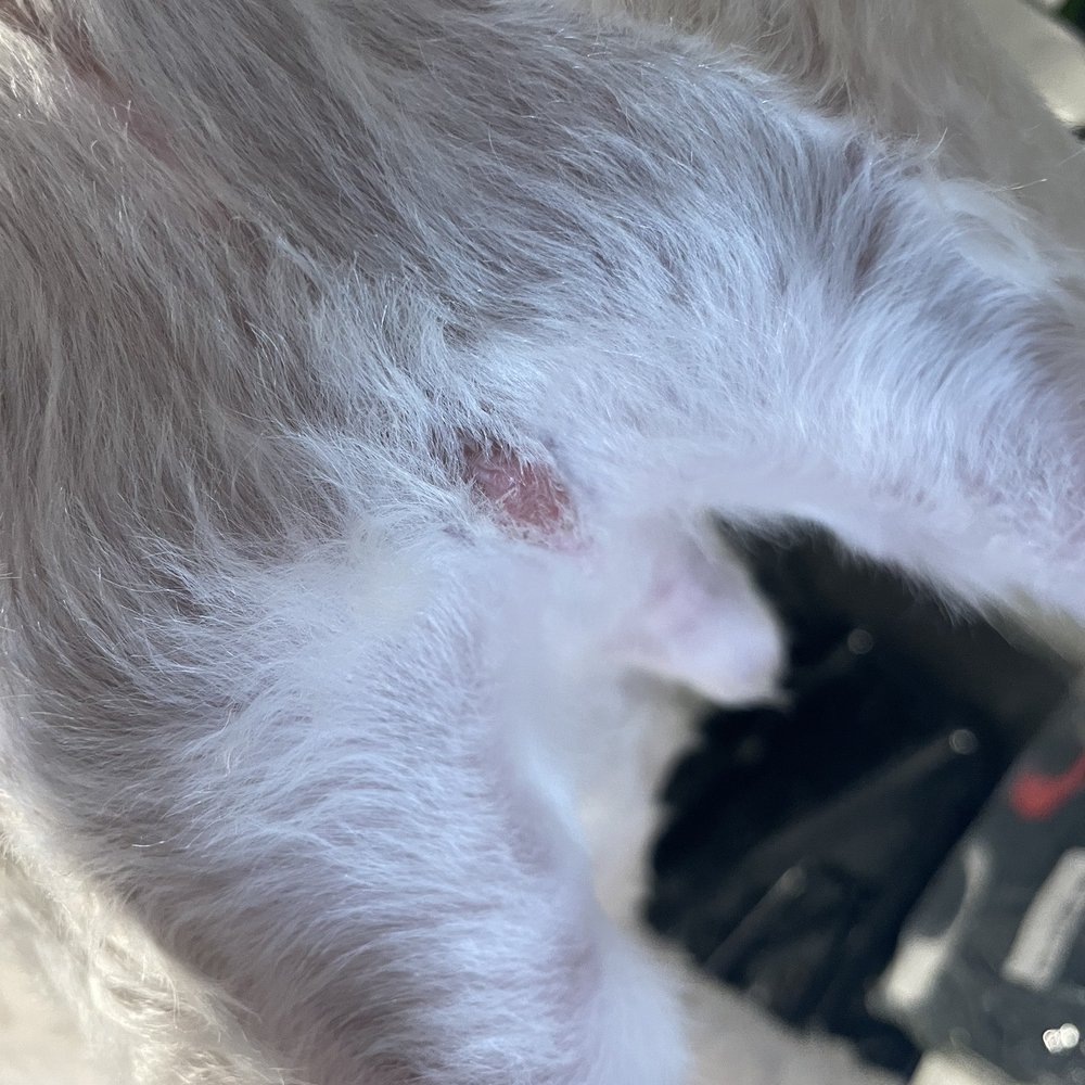 Grooming By V - Pet Groomers Near Me - Alhambra, California Grooming By V - Pet Groomers Near Me - Alhambra, California