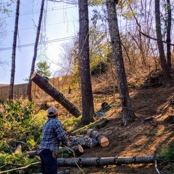 Johnston Tree Service - Lowering logs off of a tree so they don't roll down the hill - Tree Services Near Me