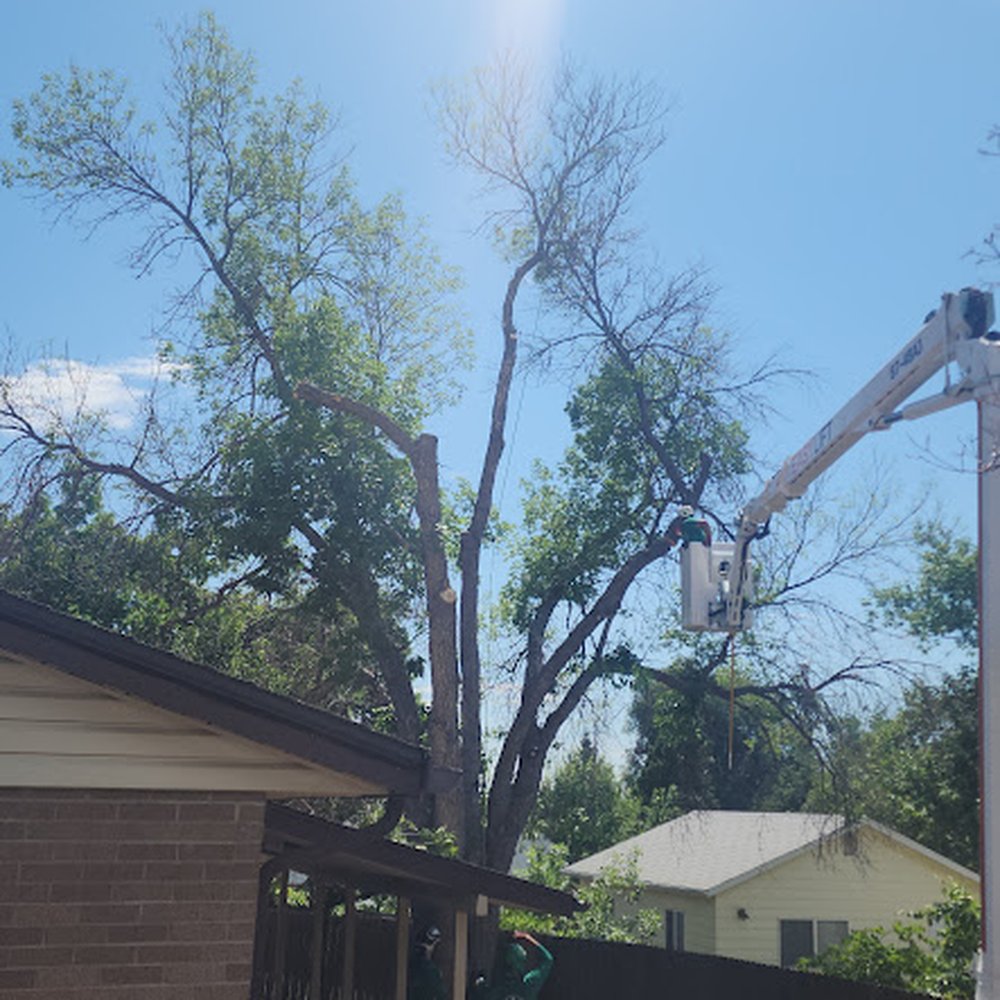 Keep It Green Tree Care - Pest Control Near Me - Westminster, Colorado Keep It Green Tree Care - Pest Control Near Me - Westminster, Colorado