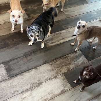 Tails And Scales Pet Services - Chis waiting for snacks - Pet Sitting Near Me - Henderson, Nevada Tails And Scales Pet Services - Chis waiting for snacks - Pet Sitting Near Me - Henderson, Nevada