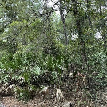 Outdoor Awareness - A before of a land clearing job we started - Tree Services Near Me Outdoor Awareness - A before of a land clearing job we started - Tree Services Near Me