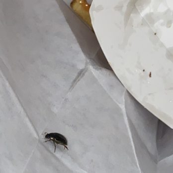 In-N-Out Burger - Roach crawling around after seeing it and throwing fries in bag - Burgers Near Me - Modesto, California