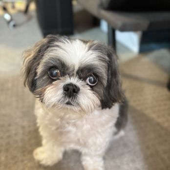 Pawsitively Primped - Cher - Pet Groomers Near Me - Lafayette, California Pawsitively Primped - Cher - Pet Groomers Near Me - Lafayette, California
