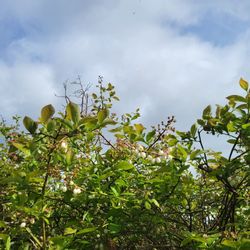 Charlotte's Blueberry Park - Getting there!