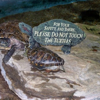 Bass Pro Shops - The turtles. Presumably, they're happy together. - Boating Near Me - Springfield, Missouri