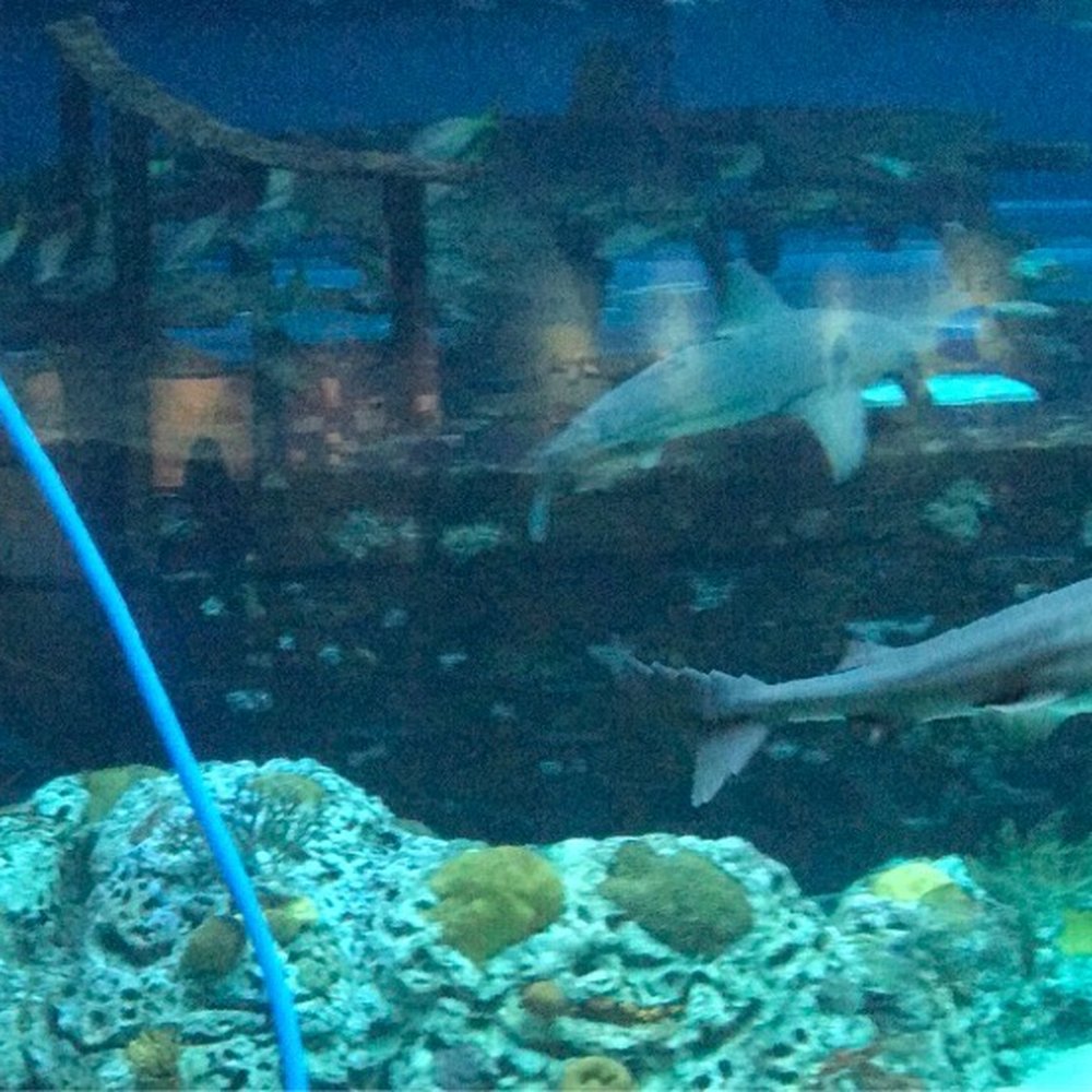 Texas State Aquarium - Aquariums Near Me - Corpus Christi, Texas Texas State Aquarium - Aquariums Near Me - Corpus Christi, Texas