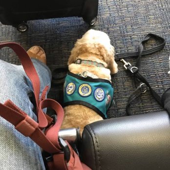 Joyful Paws Service Dogs - Getting ready to board the airplane for Arizona. - Pet Training Near Me - Windsor, Connecticut
