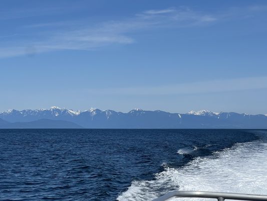 Prince of Whales - Whale & Marine Wildlife Adventures Vancouver by null