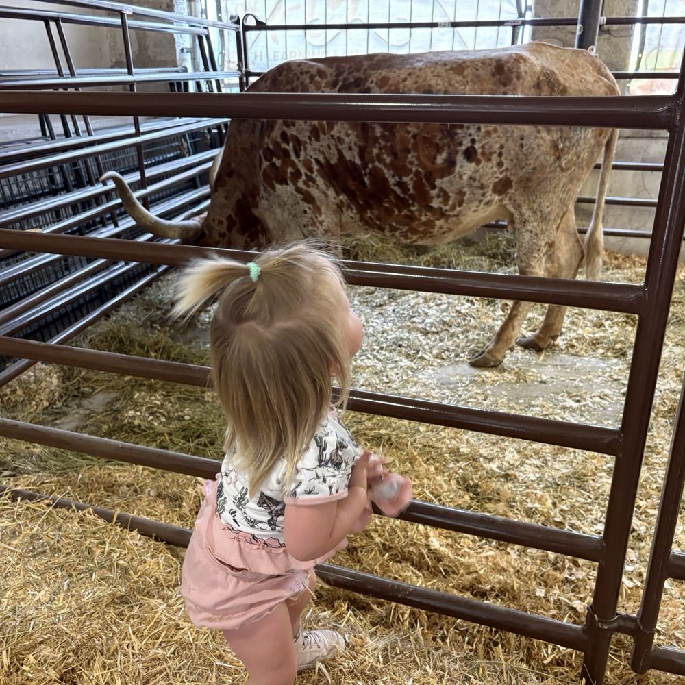 Colorado State Fair & Exposition - Longhorn - Festivals Near Me - Pueblo, Colorado