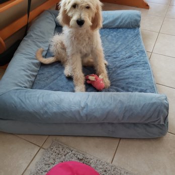 Love A Labradoodle - Just being cute. - Pet Training Near Me
