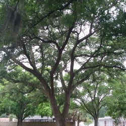 Handley Park - Huge trees.