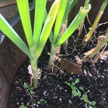 Sloat Garden Center - Organic soil to plant veggies. - Nurseries & Gardening Near Me - San Francisco, California Sloat Garden Center - Organic soil to plant veggies. - Nurseries & Gardening Near Me - San Francisco, California