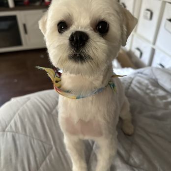 The Groom Room - Bori's new haircut!! - Pet Groomers Near Me - Sherman Oaks, California The Groom Room - Bori's new haircut!! - Pet Groomers Near Me - Sherman Oaks, California