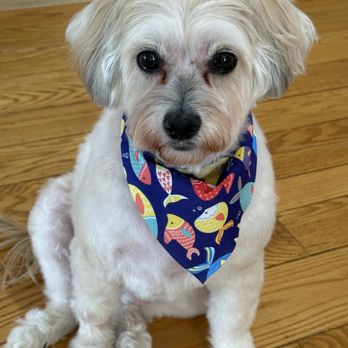 BFF Dogs - My dog name Chewee just got groom today.  They did a really good job - Pet Boarding Near Me - San Francisco, California