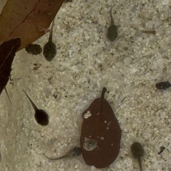 A Splash Above Pool Service - And more tadpoles. - Hot Tub & Pool Near Me - Boca Raton, Florida A Splash Above Pool Service - And more tadpoles. - Hot Tub & Pool Near Me - Boca Raton, Florida