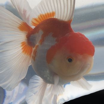 Genki Koi - Local Fish Stores Near Me - San Jose, California