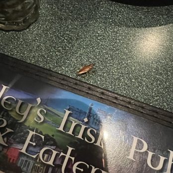 Finley's Irish Pub & Eatery - A cockroach ...... - American Near Me - Largo, Florida