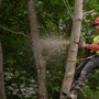 Photo of Most Poplar Tree Service