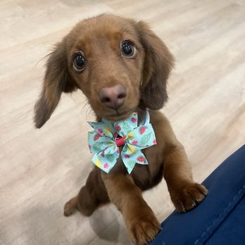 Praise the Paw - Pet Groomers Near Me - Denver, Colorado