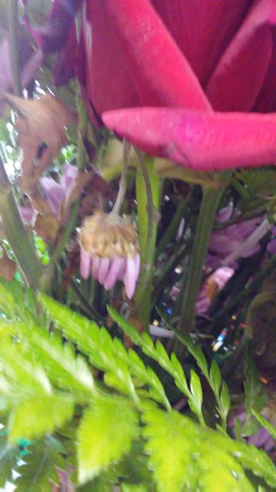 PHYLLIS FLOWER SHOP Updated August 2024 530 E Brock Ave, Bonifay