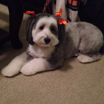 Dog Days - Look at the bows! She looks so adorable! - Pet Sitting Near Me - Greensboro, North Carolina Dog Days - Look at the bows! She looks so adorable! - Pet Sitting Near Me - Greensboro, North Carolina