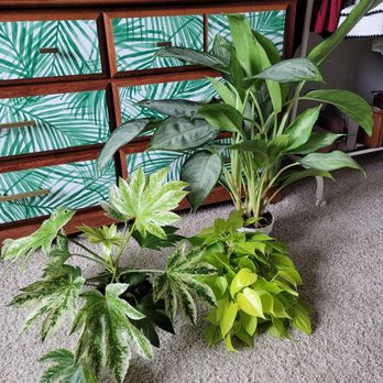 The Foliage Room - Fatsia japonica, Lemon lime philodendron, and Aglaonema - Nurseries & Gardening Near Me - Redlands , California The Foliage Room - Fatsia japonica, Lemon lime philodendron, and Aglaonema - Nurseries & Gardening Near Me - Redlands , California