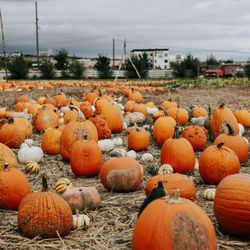 The Kinlands - Explore all the pumpkins.
