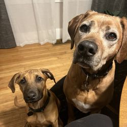 Suwedi Ridgebacks - Ruby and Penny sitting on command immediately the day Ruby came home.