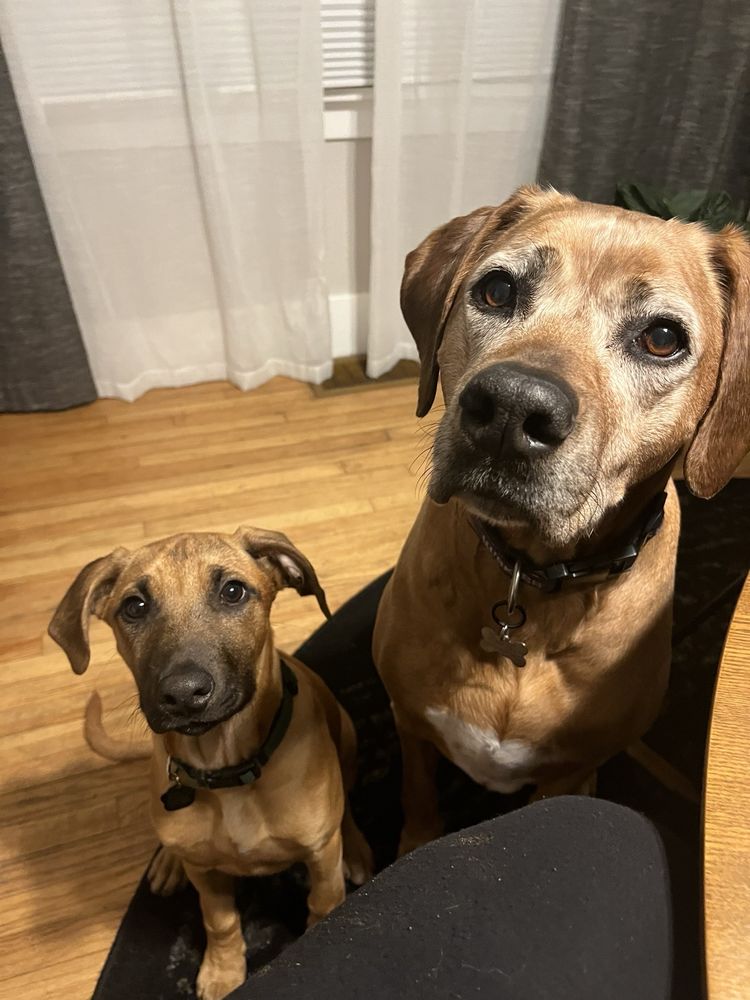 Suwedi Ridgebacks SUWEDI RIDGEBACKS - Updated April 2026 - 38 Photos & 16 Reviews ...