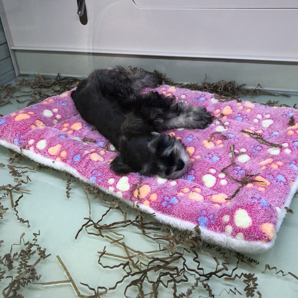 Boogie’s Pups - Pet Stores Near Me - Grapevine, Texas Boogie’s Pups - Pet Stores Near Me - Grapevine, Texas